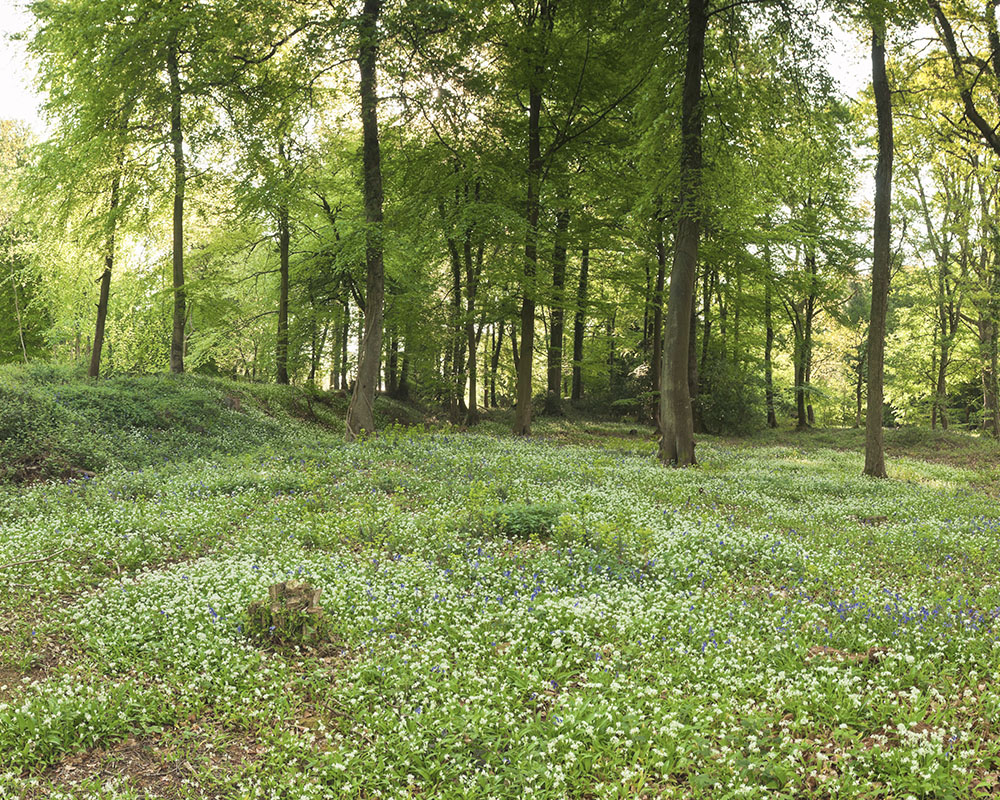 Eine schöne Waldwiese bzw. Lichtung im Spessart